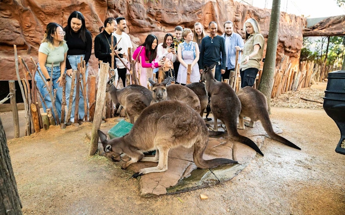 Group observing kangaroos at WILD LIFE Sydney Zoo.