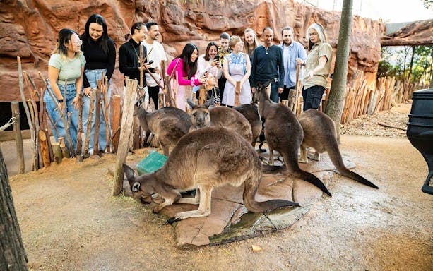 Group observing kangaroos at WILD LIFE Sydney Zoo.