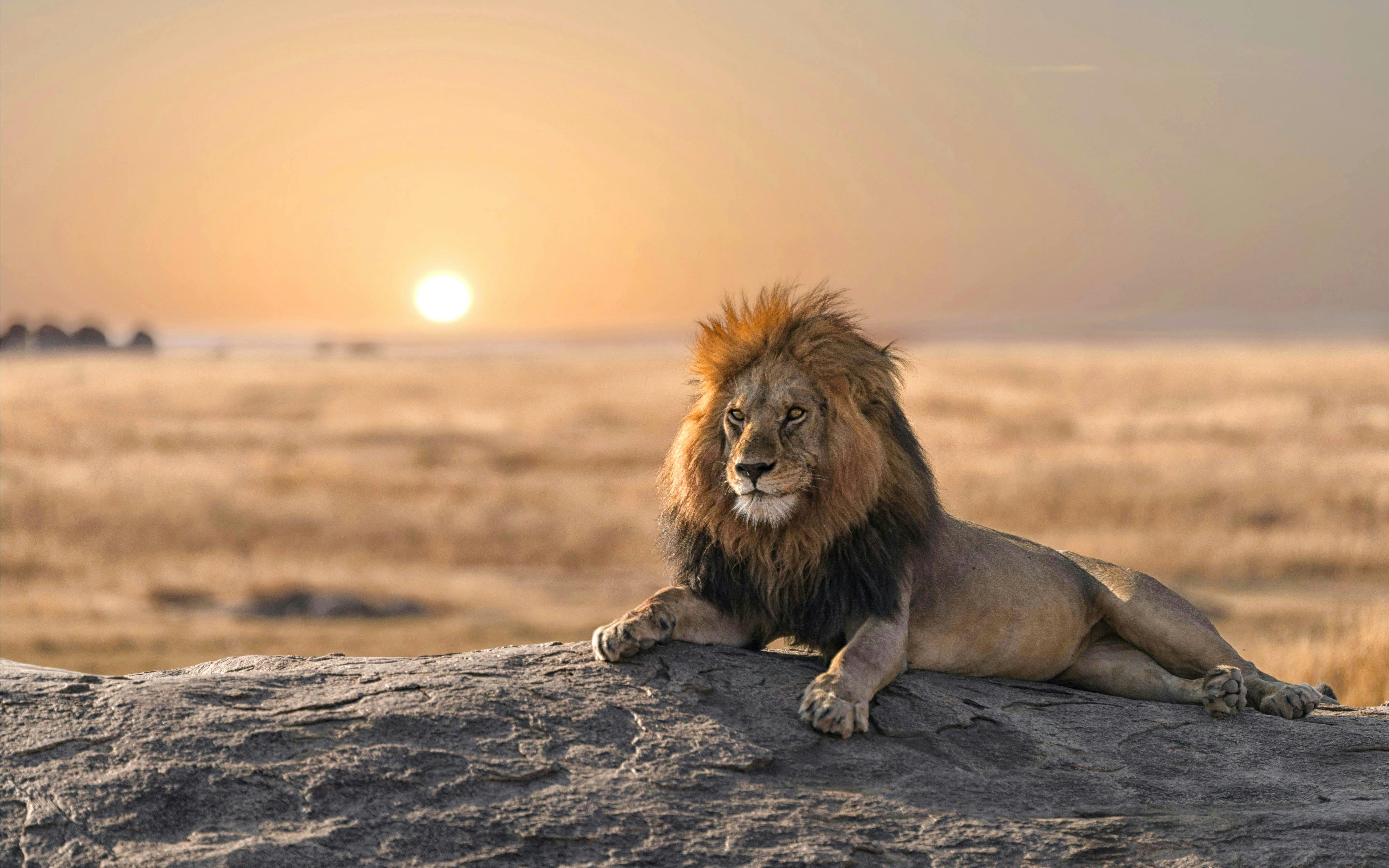 Safari in de middag