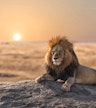 Safari in de middag