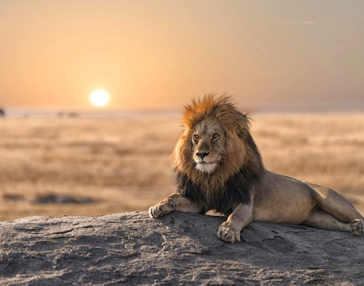 Lion resting on a rock at sunset in the African savanna.