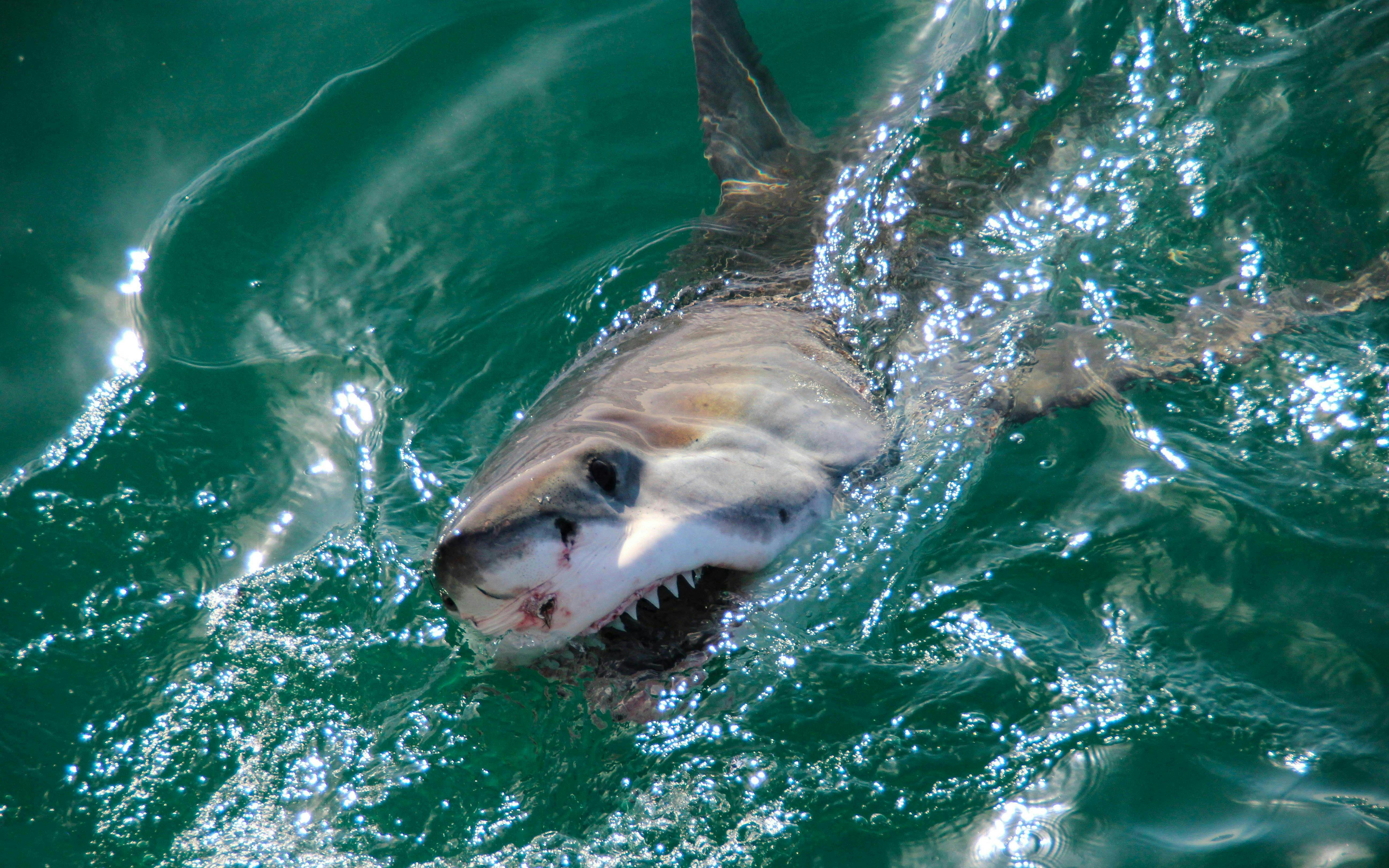 Great White Shark swimming near the surface in Gansbaai, South Africa.