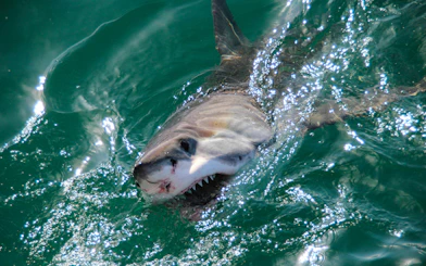 Great White Shark swimming near the surface in Gansbaai, South Africa.