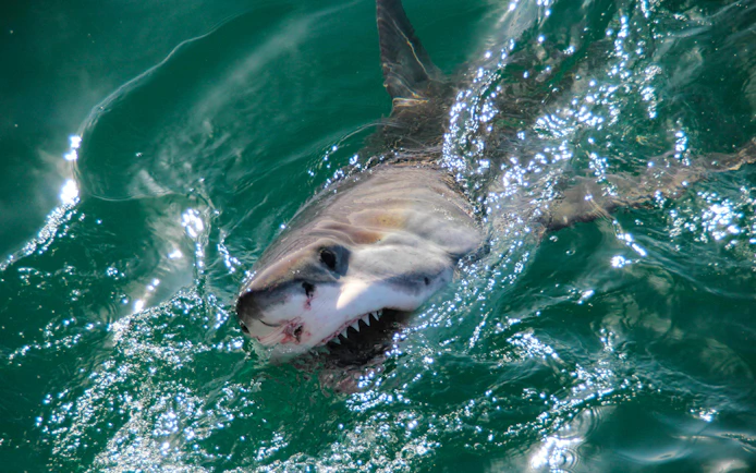 Great White Shark swimming near the surface in Gansbaai, South Africa.