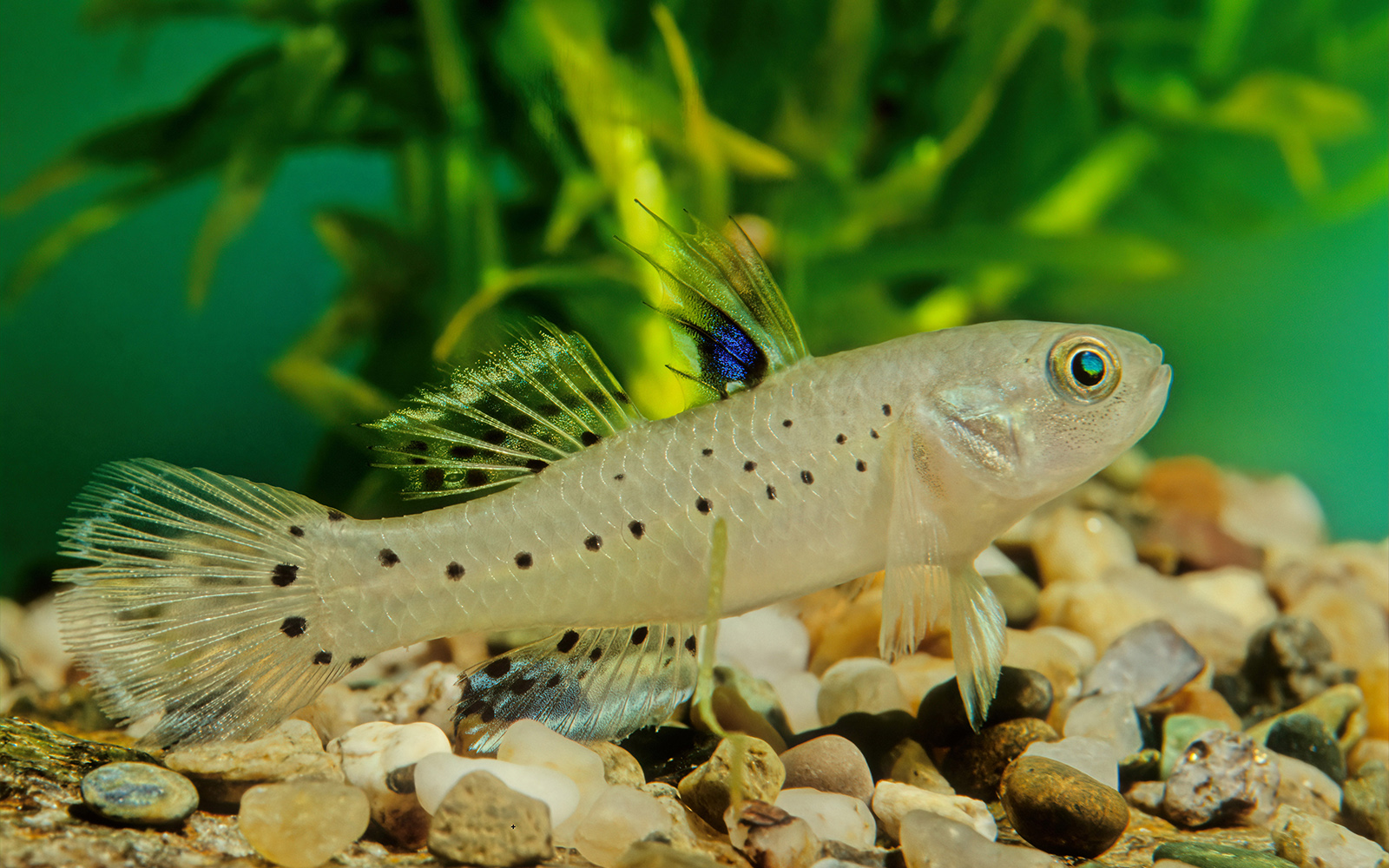 Invertebrate Section in Langkawi Underwater World