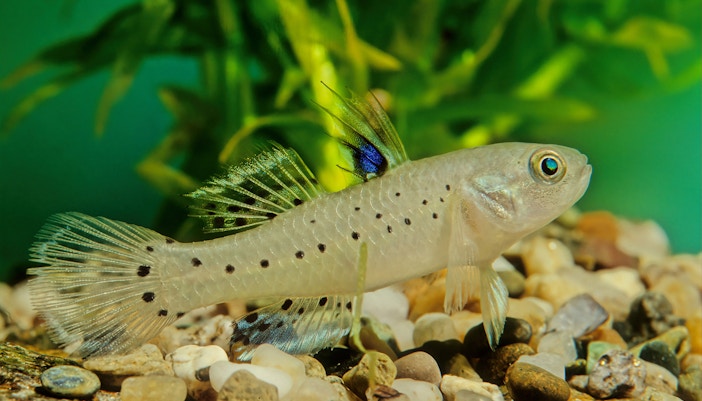Invertebrate Section in Langkawi Underwater World