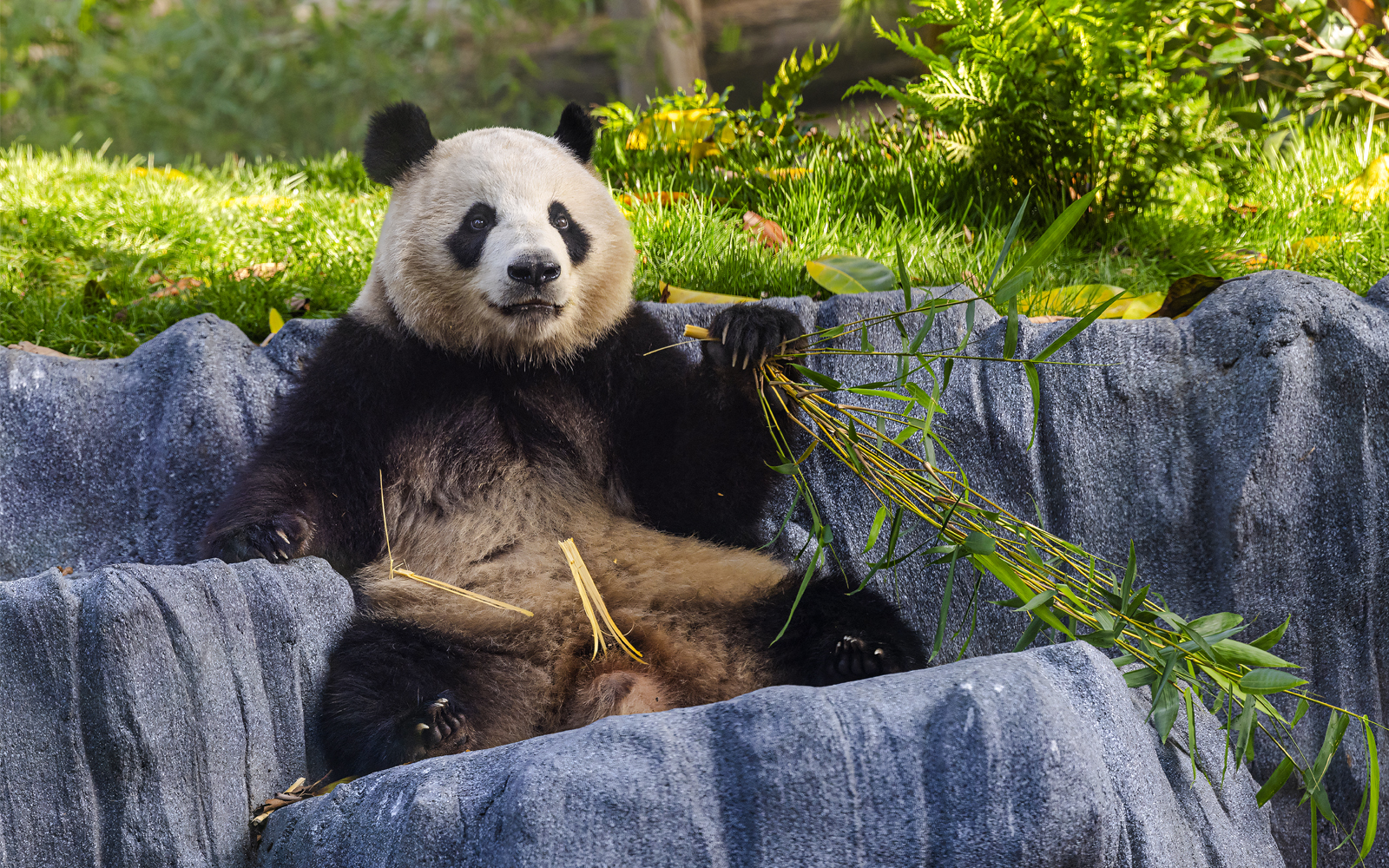 Panda eating bamboo at San Diego Zoo Safari Park.