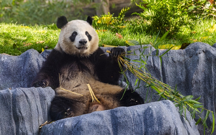 Panda eating bamboo at San Diego Zoo Safari Park.