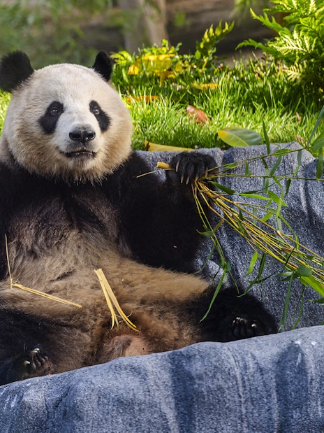Panda eating bamboo at San Diego Zoo Safari Park.