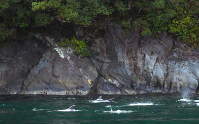 Dolphins swimming near rocky cliffs in Milford Sound, New Zealand.
