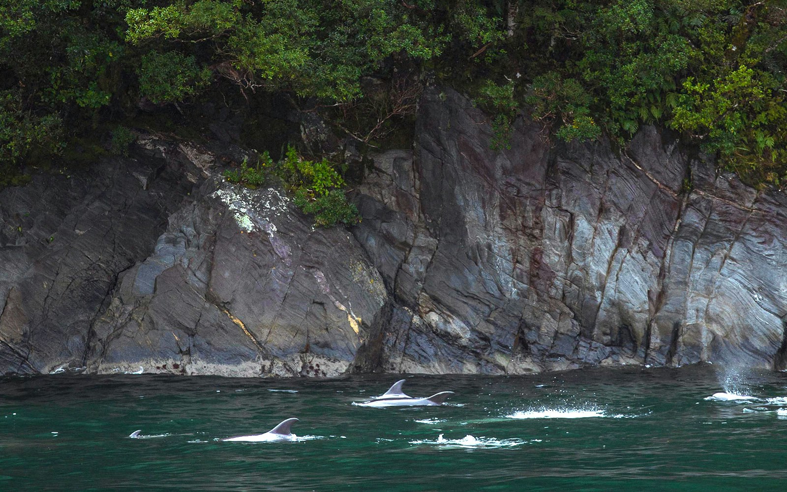 Dolphins in Milford Sound