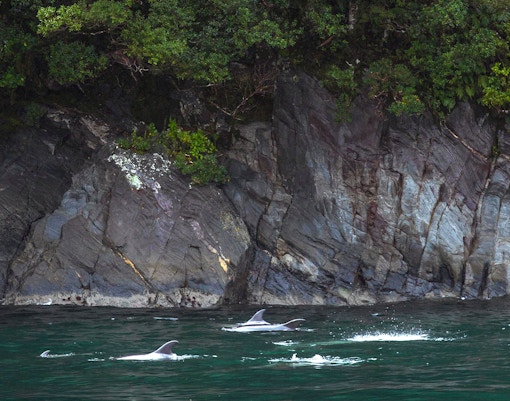 Dolphins in Milford Sound