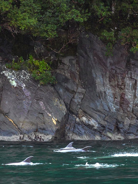 Dolphins swimming near rocky cliffs in Milford Sound, New Zealand.