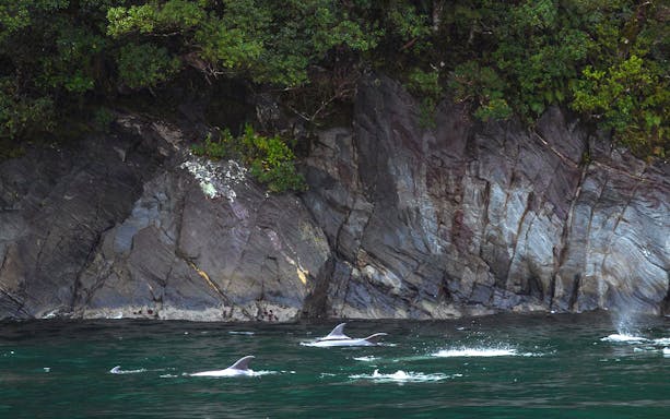Dolphins swimming near rocky cliffs in Milford Sound, New Zealand.