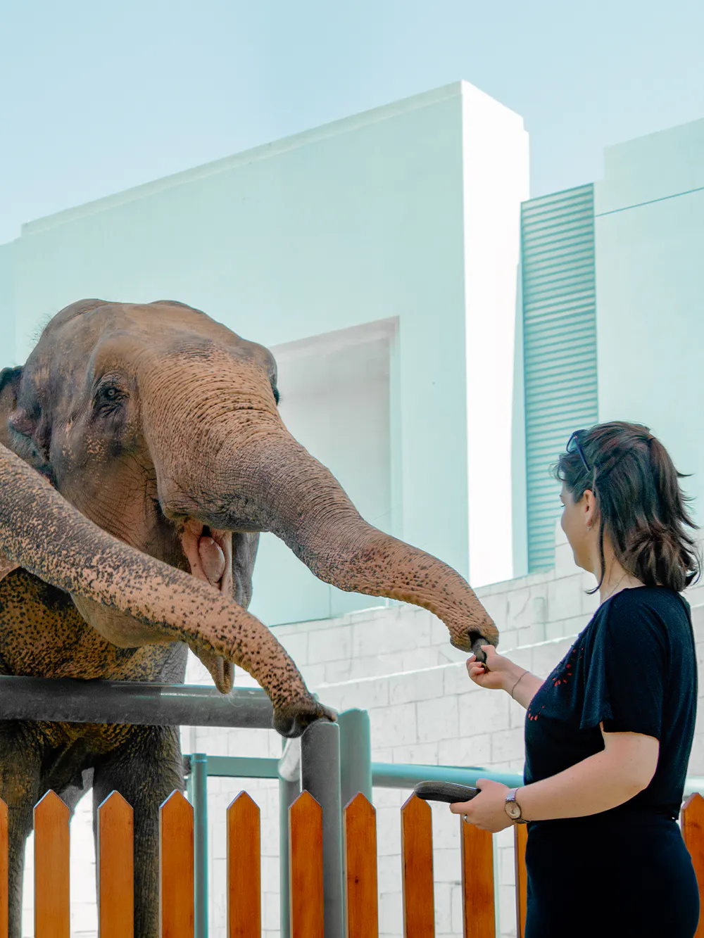 Person feeding an elephant at a zoo encounter.