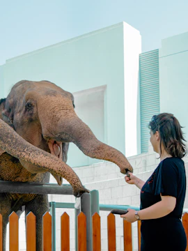 Person feeding an elephant at a zoo encounter.