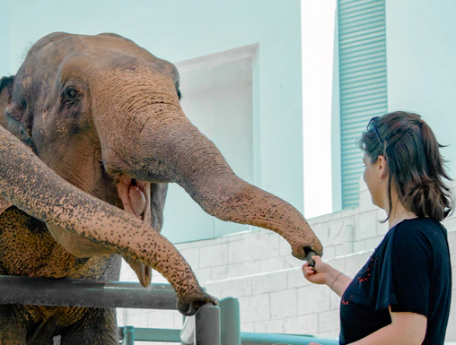 Person feeding an elephant at a zoo encounter.