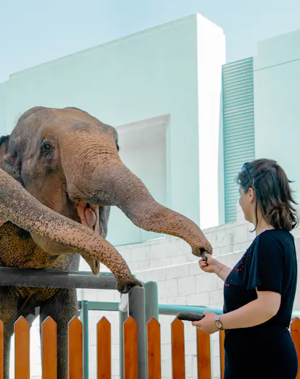 Person feeding an elephant at a zoo encounter.