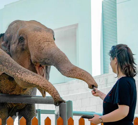 Person feeding an elephant at a zoo encounter.
