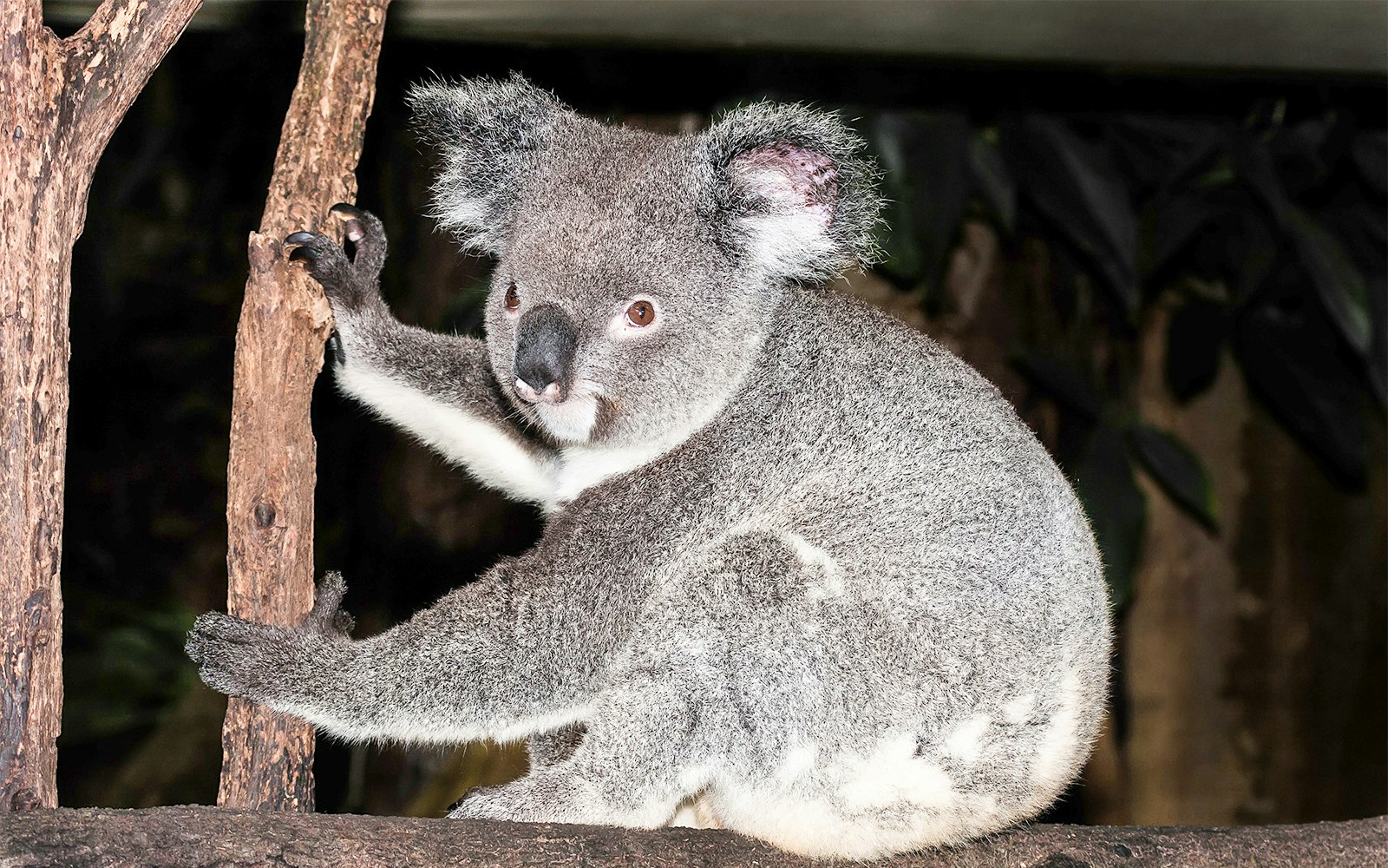 Koala in Kuranda Rainforest, Australia, perched on a tree branch.