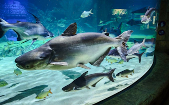 Aquarium with large fish swimming, Angkor Wildlife and Aquarium, Siem Reap.