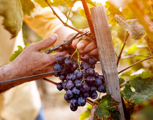 Loire Valley Wineries