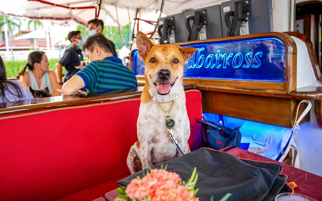 Dog on The Royal Albatross during a sunset dinner cruise, with people in the background.