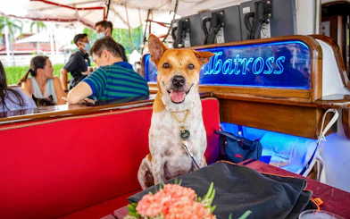 Dog on The Royal Albatross during a sunset dinner cruise, with people in the background.