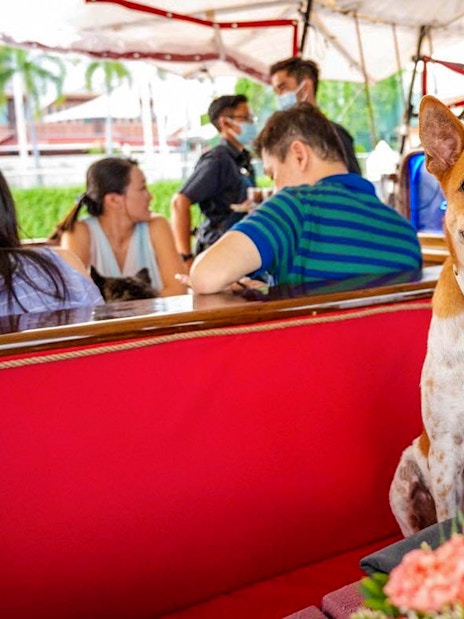 Dog on The Royal Albatross during a sunset dinner cruise, with people in the background.