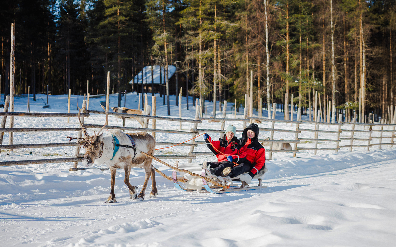 Reindeer pulling sled with two people in snowy Rovaniemi forest.