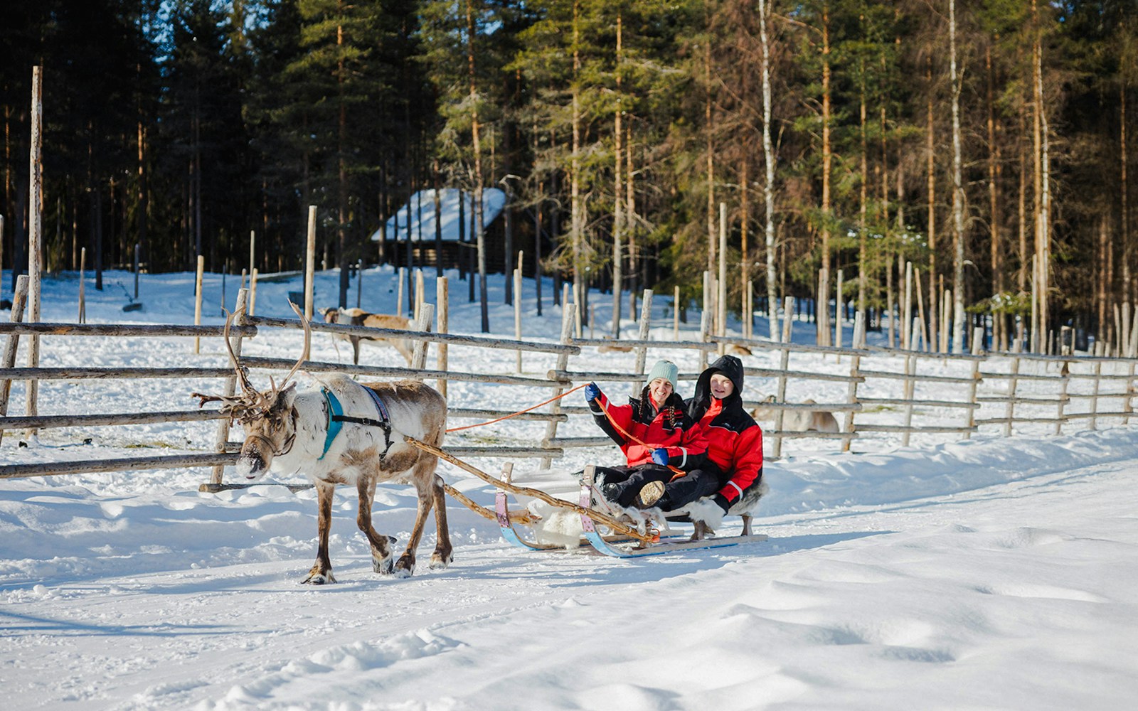 Reindeer pulling sled with two people in snowy Rovaniemi forest.