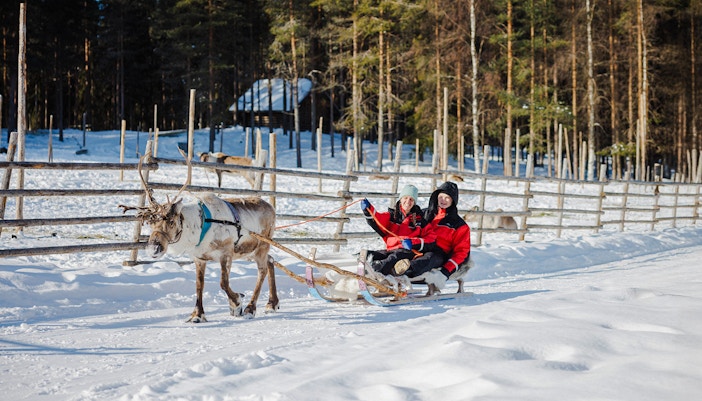 Reindeer pulling sled with two people in snowy Rovaniemi forest.