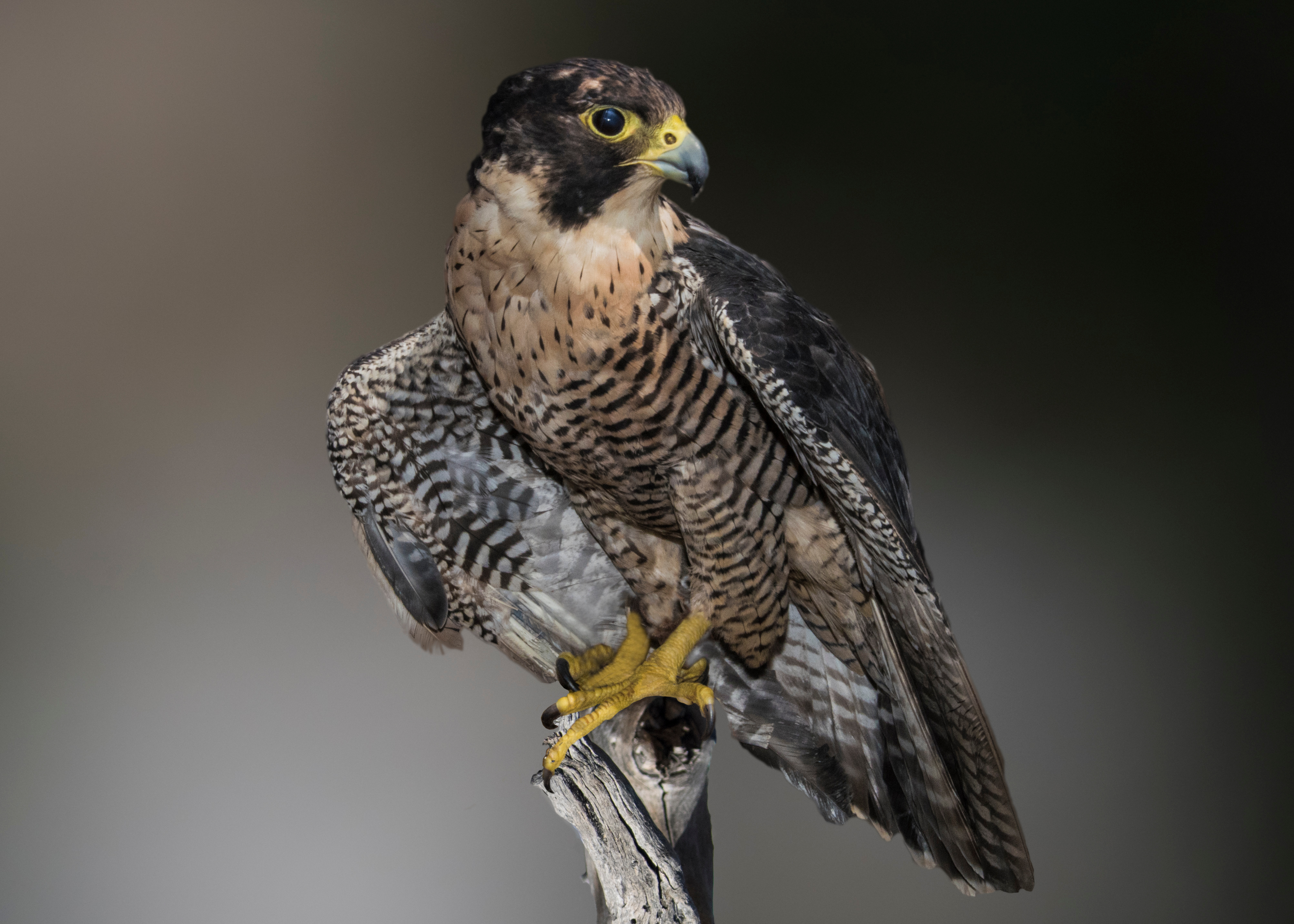 Peregrine falcon perched on a rock 