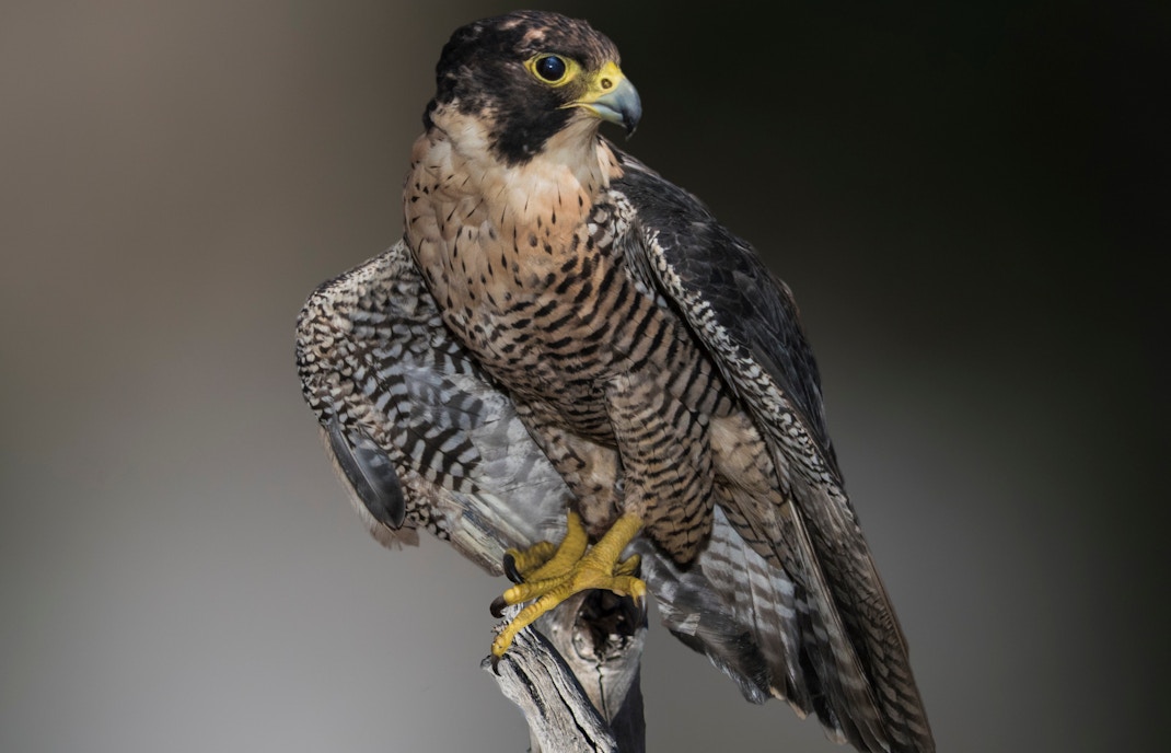 Peregrine falcon perched on a rock