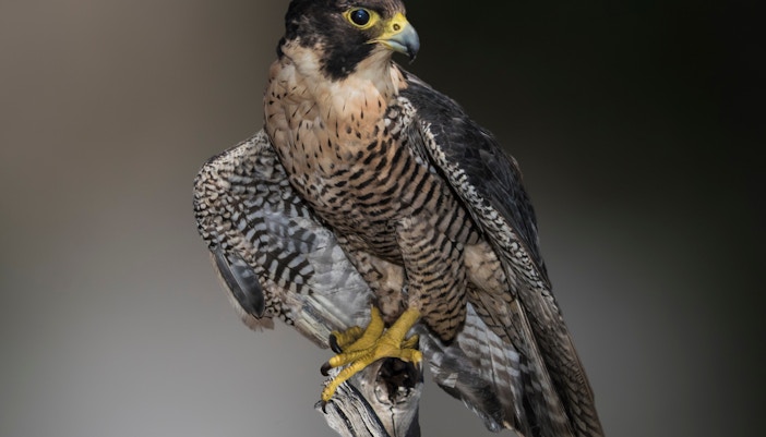 Peregrine falcon perched on a rock with the Grand Canyon in the background.