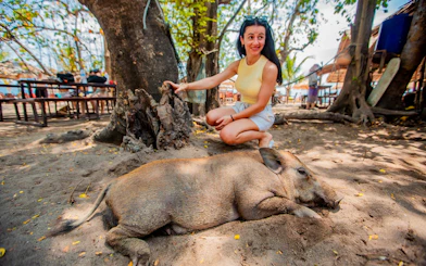 Tourist kneeling beside a sleeping pig on Koh Samui Pig Island.
