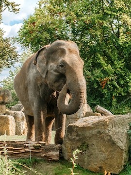Elephant standing among rocks and trees at Prague Zoo.