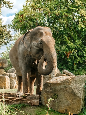 Elephant standing among rocks and trees at Prague Zoo.