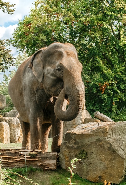 Elephant standing among rocks and trees at Prague Zoo.