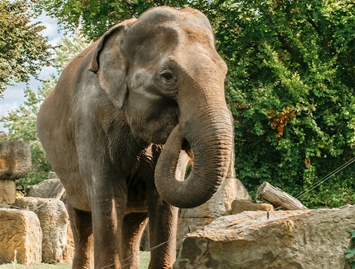Elephant standing among rocks and trees at Prague Zoo.