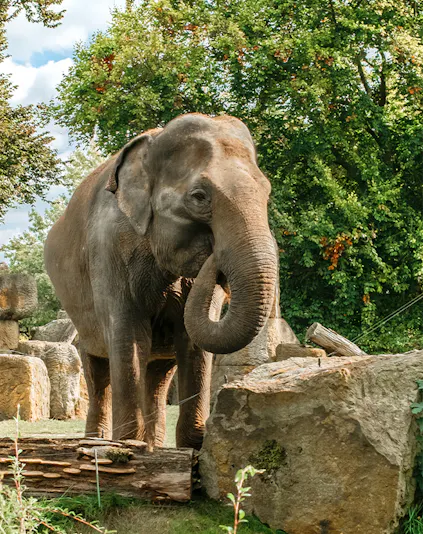 Elephant standing among rocks and trees at Prague Zoo.