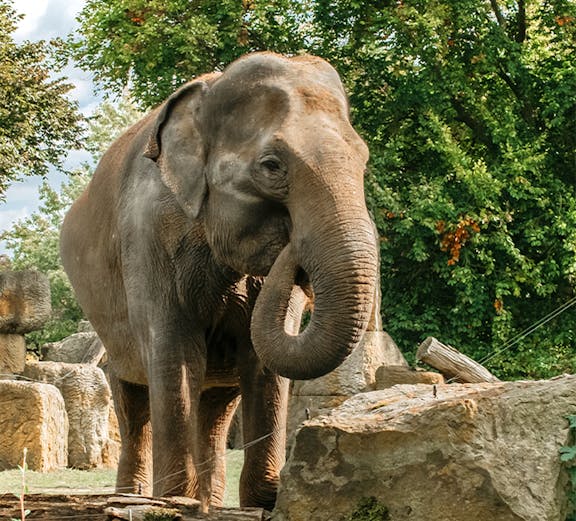 Elephant standing among rocks and trees at Prague Zoo.