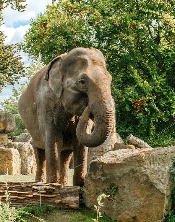 Elephant standing among rocks and trees at Prague Zoo.