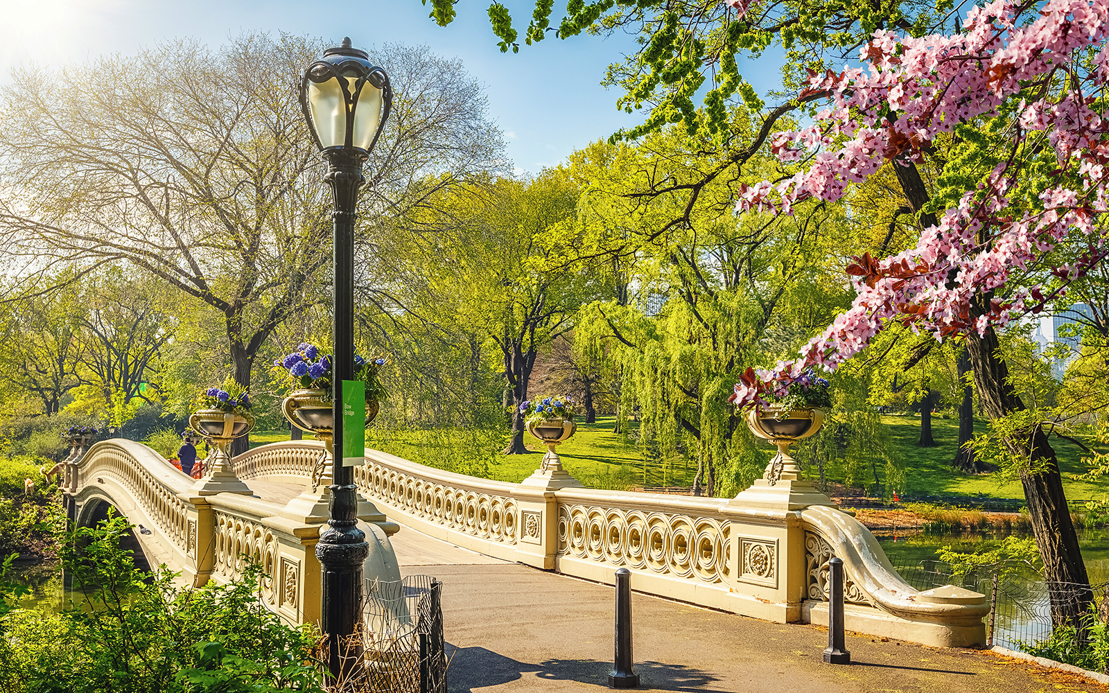 Bow Bridge in Central Park, New York, surrounded by spring blossoms and lush greenery.