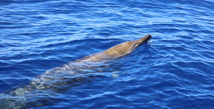 Blainville beaked whale surfacing during Tenerife whale watching tour.
