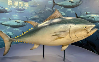 Toyosu Market tuna display in Tokyo, highlighting the fish auction experience.