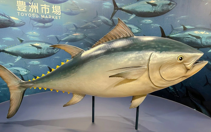 Toyosu Market tuna display in Tokyo, highlighting the fish auction experience.
