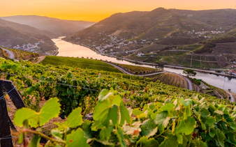 Vineyards along the Duoro River in Portugal's Duoro Valley at sunset.