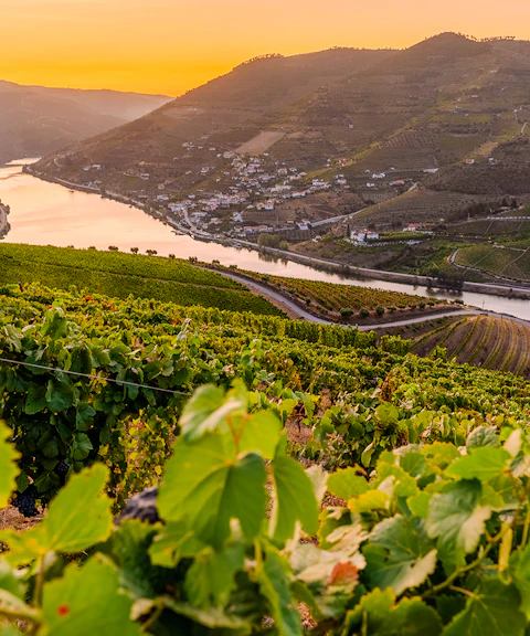 Vineyards along the Duoro River in Portugal's Duoro Valley at sunset.
