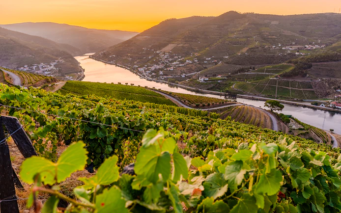 Vineyards along the Duoro River in Portugal's Duoro Valley at sunset.